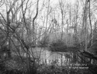 Forest pond in Winter